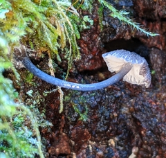 Entoloma largentii