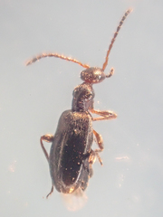 Ischyropalpus nitidulus