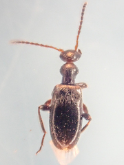 Ischyropalpus nitidulus