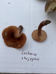 Lactarius tabidus