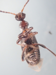 Ischyropalpus nitidulus