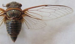 Diceroprocta ruatana