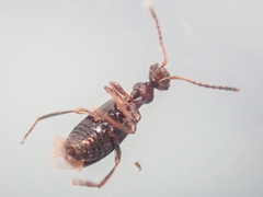 Ischyropalpus nitidulus