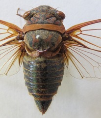 Diceroprocta ruatana