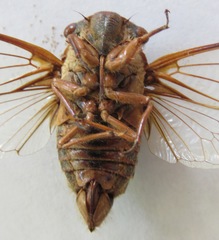 Diceroprocta ruatana