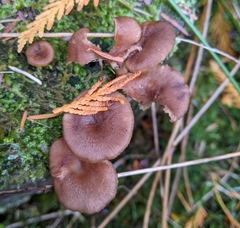 Pseudoarmillariella ectypoides