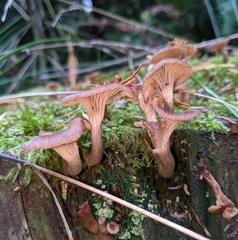 Pseudoarmillariella ectypoides