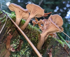 Pseudoarmillariella ectypoides