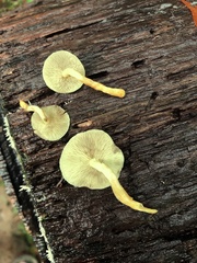 Hypholoma subviride
