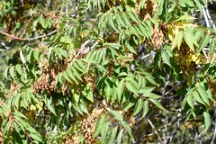 Ailanthus altissima