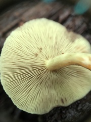 Hypholoma subviride