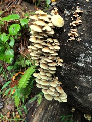 Hypholoma subviride