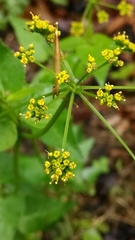 Thaspium trifoliatum