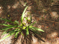 Cyrtochilum tetracopis