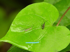 Gonomyia