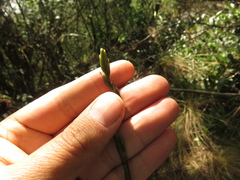 Cyrtochilum tetracopis