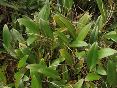 Stelis galeata