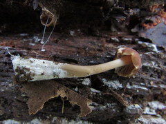 Gymnopus
