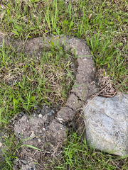 Thomomys talpoides