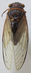 Diceroprocta ruatana