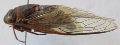 Diceroprocta ruatana