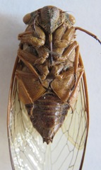 Diceroprocta ruatana