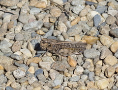 Hippiscus ocelote