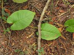Muehlenbeckia tamnifolia
