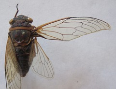 Diceroprocta ruatana
