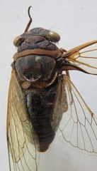 Diceroprocta ruatana