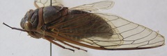 Diceroprocta ruatana
