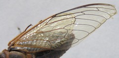 Diceroprocta ruatana