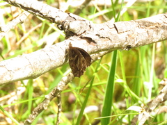 Panyapedaliodes drymaea