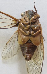 Diceroprocta ruatana