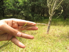 Andropogon aequatoriensis