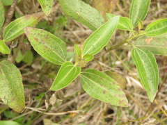 Chromolaena leivensis