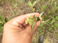 Chromolaena leivensis