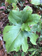 Silphium compositum compositum