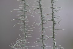 Usnea angulata