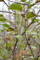 Usnea angulata