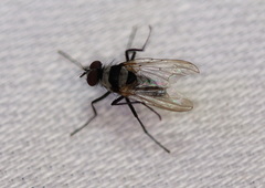 Anthomyia medialis