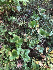 Silphium compositum compositum
