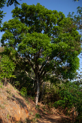 Cedrela fissilis