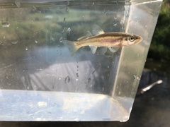 Clinostomus elongatus