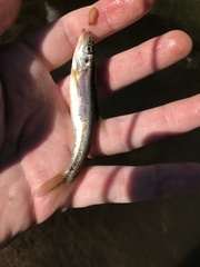 Clinostomus elongatus