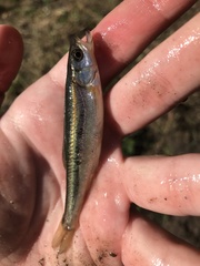 Clinostomus elongatus