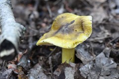 Tricholoma sejunctum