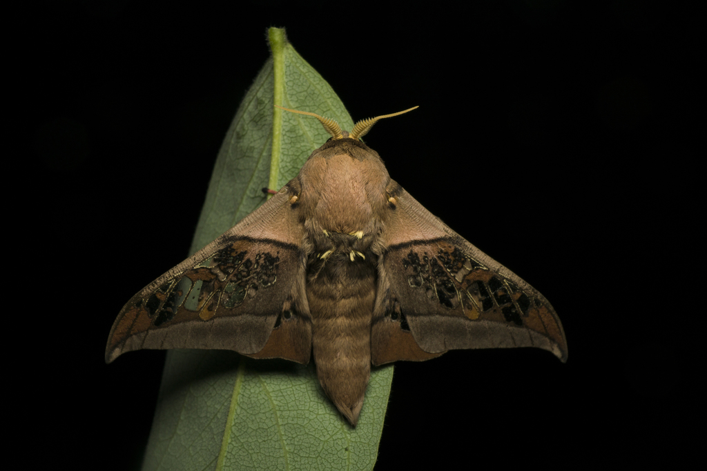 Neorcarnegia bispinosa