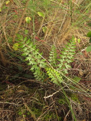 Asplenium praemorsum