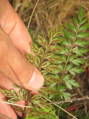 Asplenium praemorsum